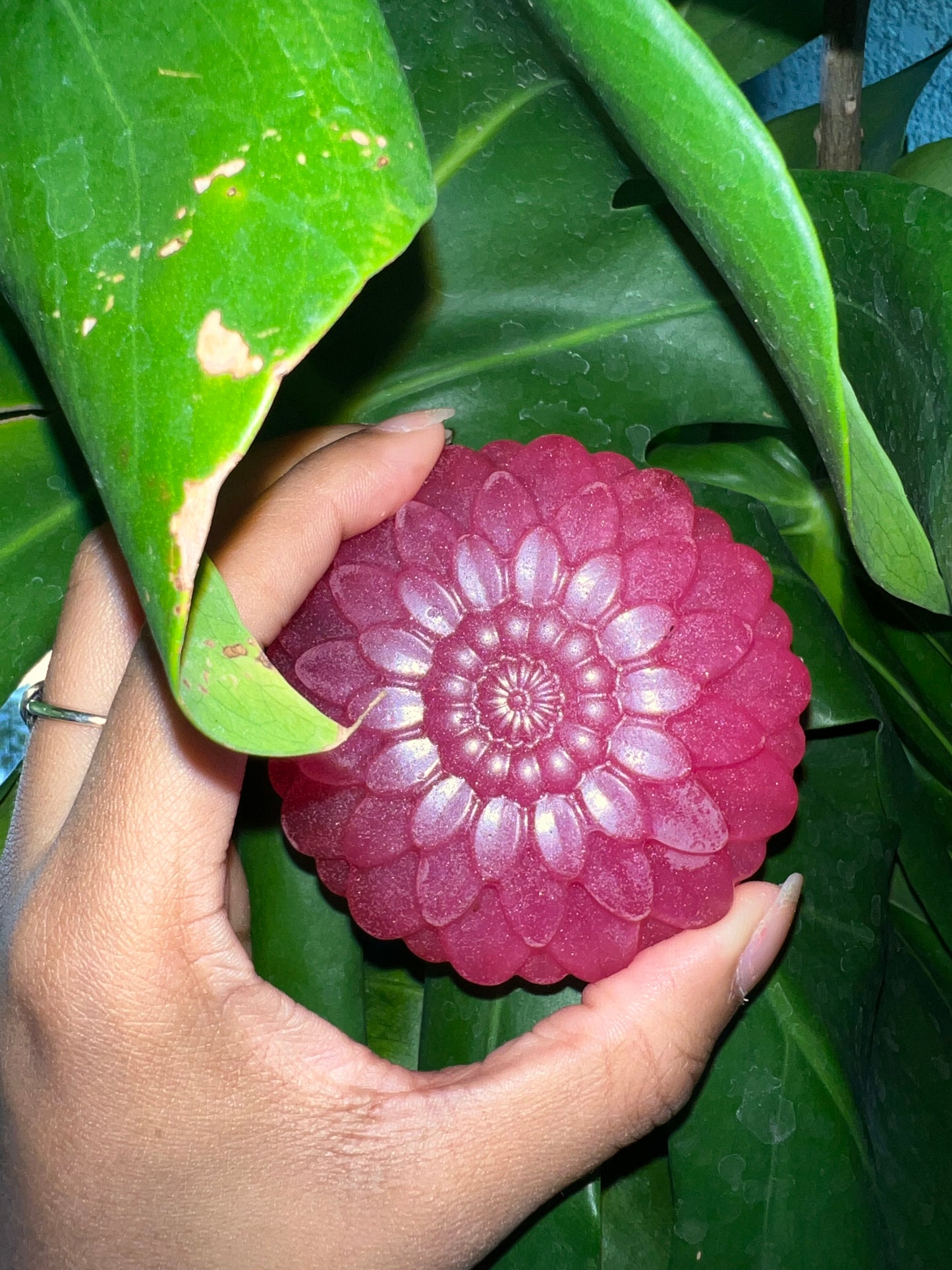 Rose Spring Flower